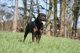 ROTTWEILER 545